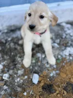 Star AKC- mom health tested, a female Golden Retriever for sale in Durant, OK – Photo 2 of 8