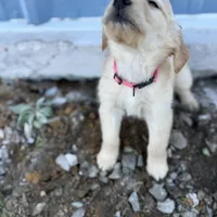 Star AKC- mom health tested, a female Golden Retriever for sale in Durant, OK – Photo 6 of 10