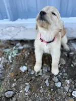 Star AKC- mom health tested, a female Golden Retriever for sale in Durant, OK – Photo 4 of 8
