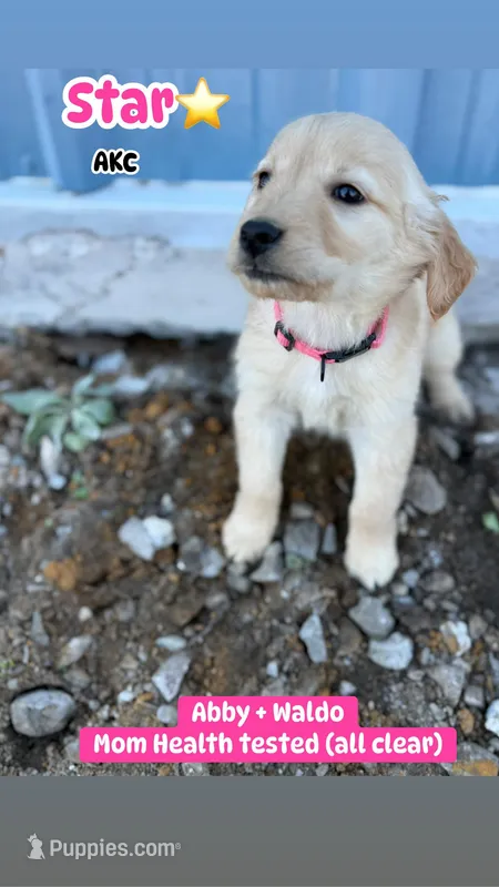 Star AKC- mom health tested