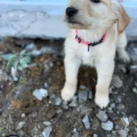 Star AKC- mom health tested, a female Golden Retriever for sale in Durant, OK – Photo 3 of 10
