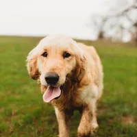Star AKC- mom health tested, a female Golden Retriever for sale in Durant, OK – Photo 9 of 10