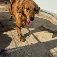 Star AKC- mom health tested, a female Golden Retriever for sale in Durant, OK – Photo 10 of 10