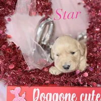 Star AKC- mom health tested, a female Golden Retriever for sale in Durant, OK – Photo 7 of 10