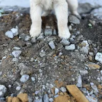 Star AKC- mom health tested, a female Golden Retriever for sale in Durant, OK – Photo 8 of 10