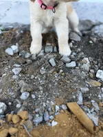 Star AKC- mom health tested, a female Golden Retriever for sale in Durant, OK – Photo 5 of 8