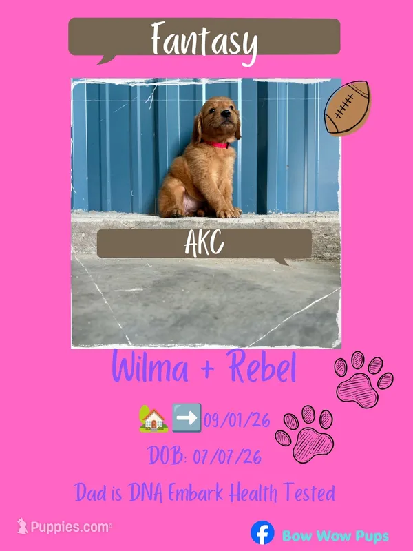 Fantasy- AKC-dad DNA Health tested – Golden Retriever puppy for sale in Durant, OK