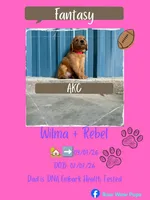 Fantasy- AKC-dad DNA Health tested, a female Golden Retriever for sale in Durant, OK – 1 of 7
