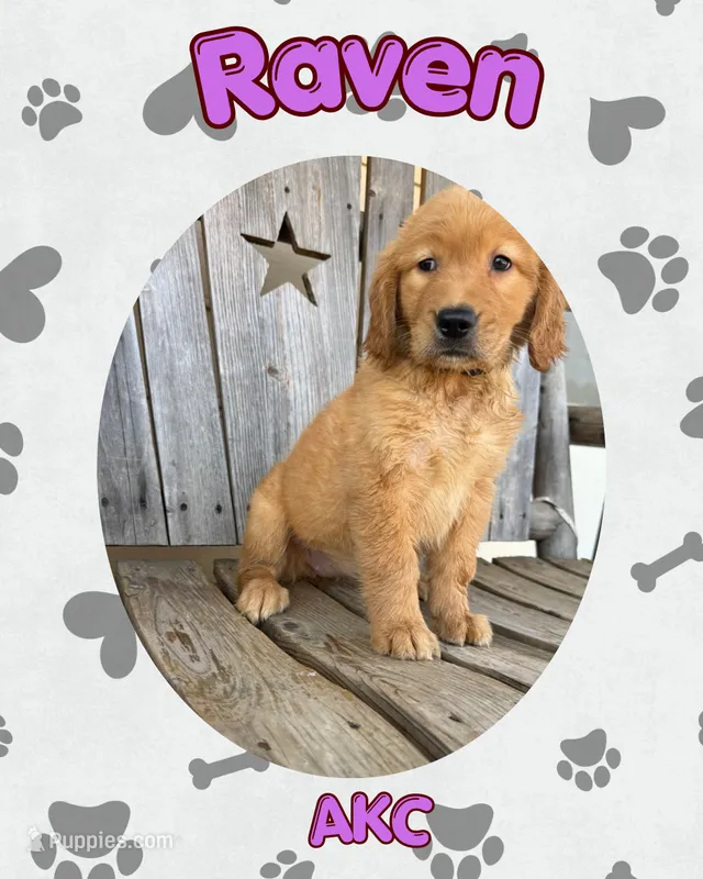 Raven-AKC - dad dna healthy tested – Golden Retriever puppy for sale in Durant, OK