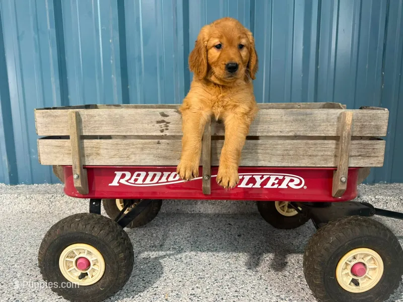 Maple- AKC- - Both parents DNA Health – Golden Retriever puppy for sale in Durant, OK