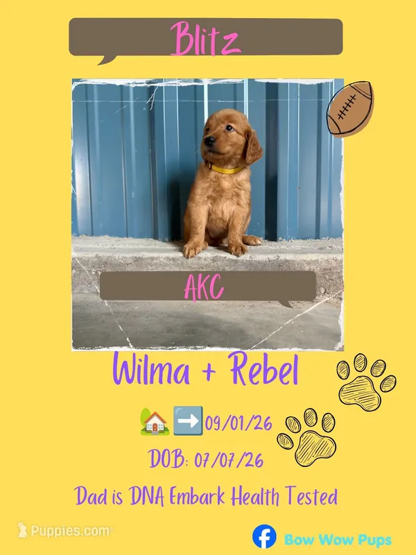 Blitz- AKC- Dad DNA tested – Golden Retriever puppy for sale in Durant, OK