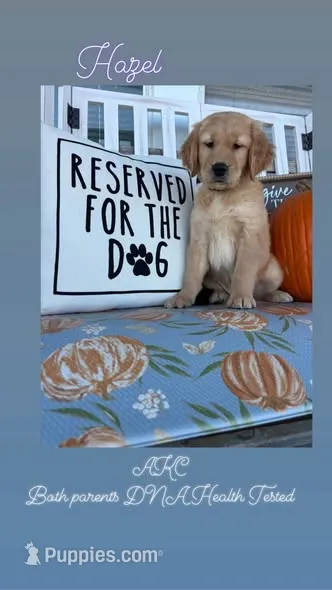 Hazel- AKC Both Parents health tested – Golden Retriever puppy for sale in Durant, OK