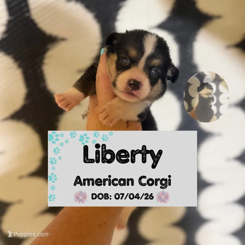 Liberty- American Corgi – Cardigan Welsh Corgi, Pembroke Welsh Corgi puppy for sale in Durant, OK