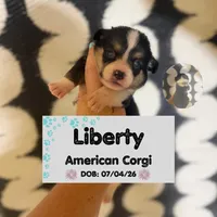 Liberty- American Corgi, a male Cardigan Welsh Corgi and Pembroke Welsh Corgi for sale in Durant, OK – 1 of 7