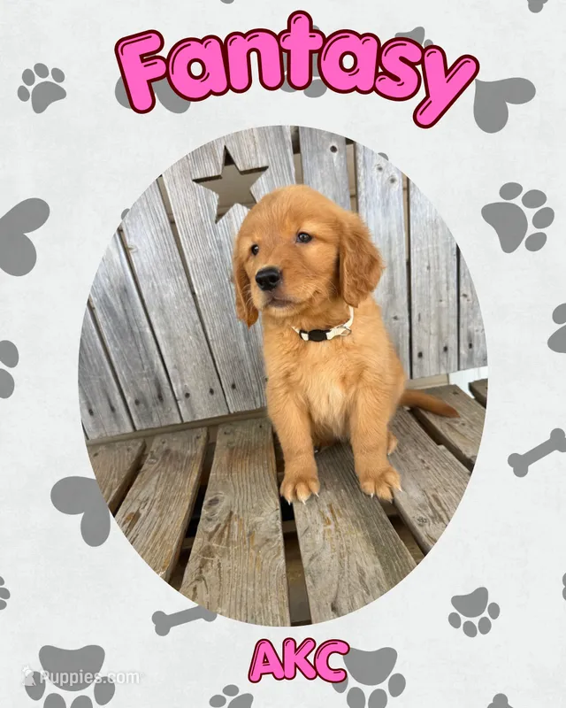 Fantasy- AKC-dad DNA Health tested – Golden Retriever puppy for sale in Durant, OK