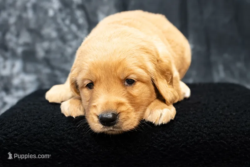 Mocha – Golden Retriever puppy for sale in Durant, OK