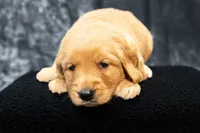 Mocha AKC- BOTH PARENTS HEALTH TESTED, a female Golden Retriever for sale in Durant, OK – 2 of 7