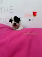 Rose , a female Miniature Schnauzer for sale in Durant, OK – Photo 1 of 6