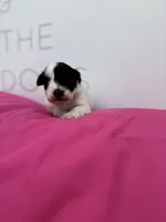 Rose , a female Miniature Schnauzer for sale in Durant, OK – Photo 2 of 6