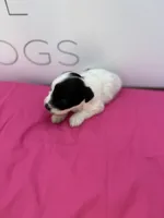 Rose , a female Miniature Schnauzer for sale in Durant, OK – Photo 5 of 6