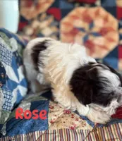 Rose , a female Miniature Schnauzer for sale in Durant, OK – Photo 4 of 10