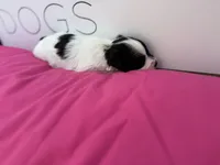 Rose , a female Miniature Schnauzer for sale in Durant, OK – Photo 4 of 6