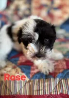 Rose , a female Miniature Schnauzer for sale in Durant, OK – Photo 2 of 10