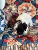 Rose , a female Miniature Schnauzer for sale in Durant, OK – Photo 3 of 10