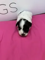 Rose , a female Miniature Schnauzer for sale in Durant, OK – Photo 6 of 6