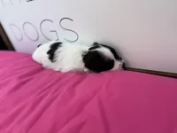 Rose , a female Miniature Schnauzer for sale in Durant, OK – Photo 3 of 6