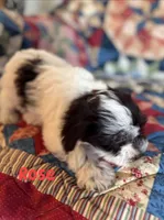 Rose , a female Miniature Schnauzer for sale in Durant, OK – Photo 1 of 10