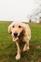 Shiloh-AKC- parents Health Tested, a male Golden Retriever for sale in Durant, OK – Photo 7 of 7