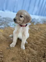 Shiloh-AKC- parents Health Tested, a male Golden Retriever for sale in Durant, OK – Photo 3 of 7