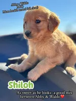 Shiloh-AKC- parents Health Tested, a male Golden Retriever for sale in Durant, OK – Photo 4 of 7