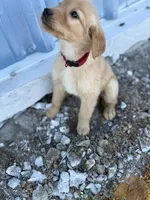 Shiloh-AKC- parents Health Tested, a male Golden Retriever for sale in Durant, OK – Photo 1 of 7