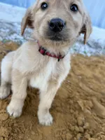 Shiloh-AKC- parents Health Tested, a male Golden Retriever for sale in Durant, OK – Photo 2 of 7