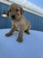Shiloh-AKC- parents Health Tested, a male Golden Retriever for sale in Durant, OK – Photo 5 of 7