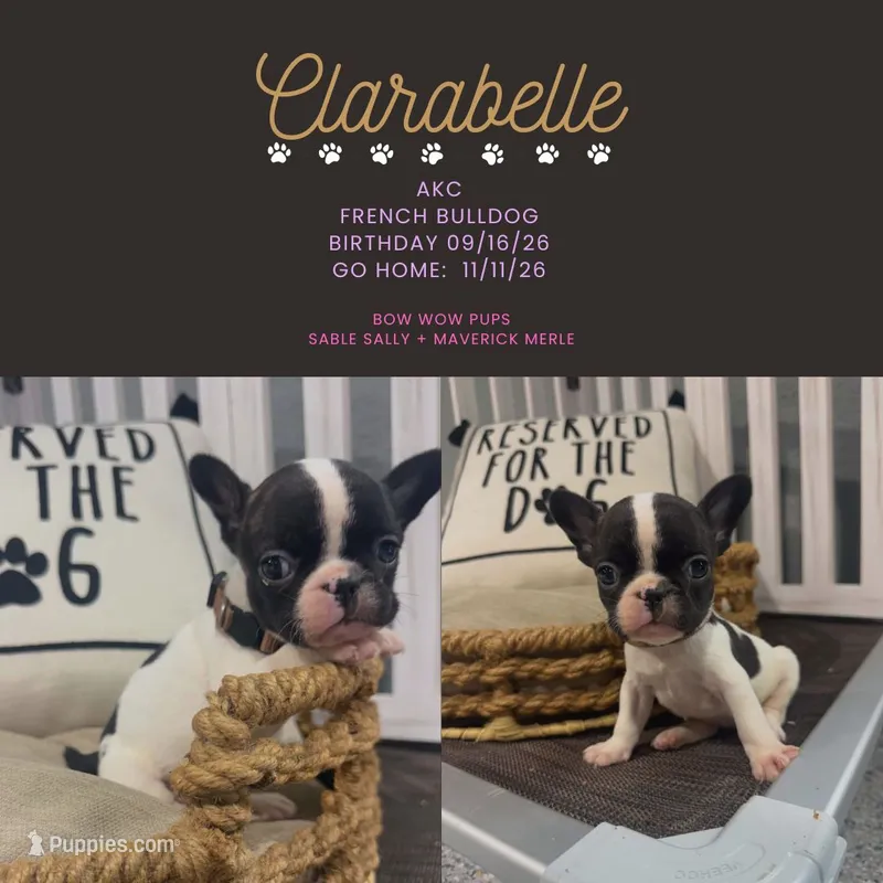Clarabelle- AKC, a female French Bulldog for sale in Durant, OK – 1 of 5