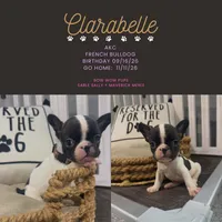 Clarabelle- AKC, a female French Bulldog for sale in Durant, OK – 1 of 5