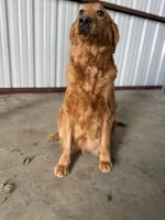 Ginger, a female Golden Retriever for sale in Durant, OK – Photo 3 of 3