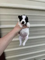 Daisy, a female Miniature Schnauzer for sale in Durant, OK – Photo 3 of 5