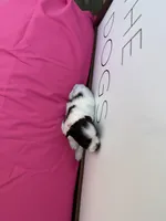 Daisy, a female Miniature Schnauzer for sale in Durant, OK – Photo 4 of 5