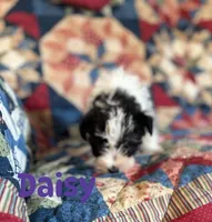 Daisy, a female Miniature Schnauzer for sale in Durant, OK – Photo 2 of 8