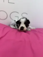 Daisy, a female Miniature Schnauzer for sale in Durant, OK – Photo 2 of 5