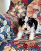 Daisy, a female Miniature Schnauzer for sale in Durant, OK – Photo 3 of 8