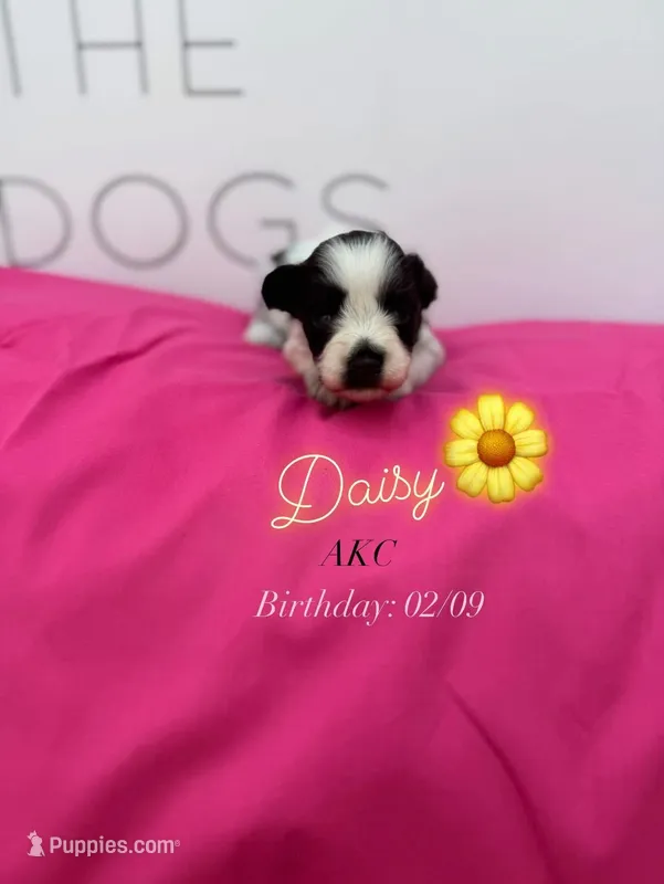 Daisy – Miniature Schnauzer puppy for sale in Durant, OK