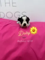 Daisy, a female Miniature Schnauzer for sale in Durant, OK – Photo 1 of 5
