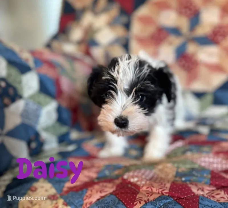 Daisy – Miniature Schnauzer puppy for sale in Durant, OK