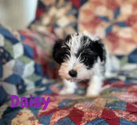 Daisy, a female Miniature Schnauzer for sale in Durant, OK – Photo 1 of 8