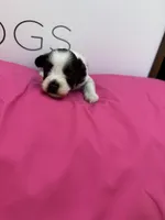 Daisy, a female Miniature Schnauzer for sale in Durant, OK – Photo 5 of 5